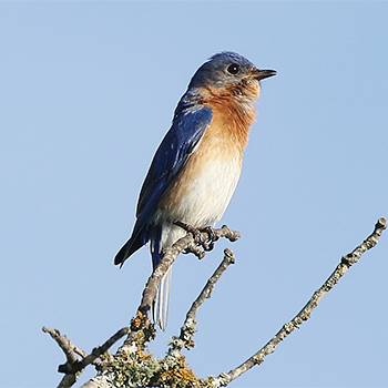 Eastern Bluebird