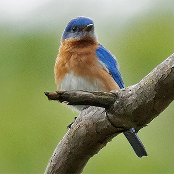 Eastern Bluebird