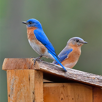 Eastern Bluebird