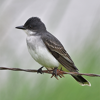 Eastern Kingbird
