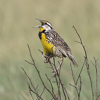 Eastern Meadowlark