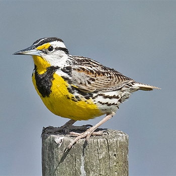 Eastern Meadowlark