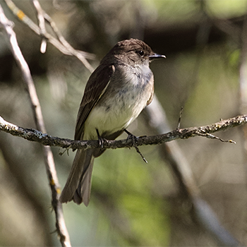 Eastern Phoebe