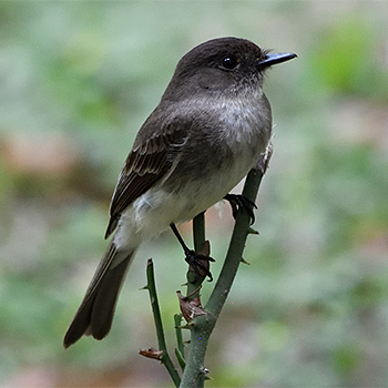Eastern Phoebe