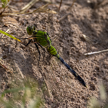 Eastern Pondhawk
