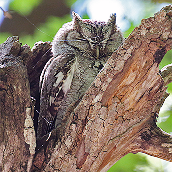Eastern Screech-owl