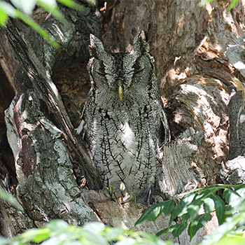 Eastern Screech-owl