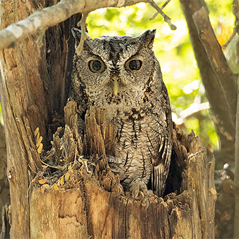 Eastern Screech-owl