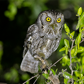 Eastern (McCall's) Screech-owl