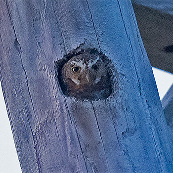 Elf Owl