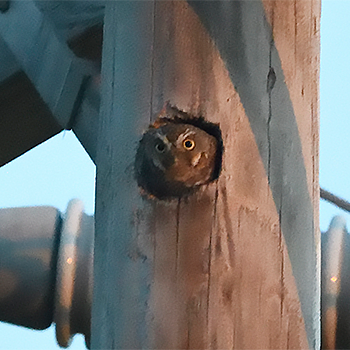 Elf Owl