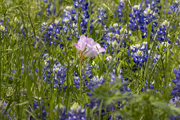 Evening Primroses and Bluebonnets