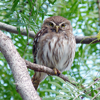 Ferruginous Pygmy-owl