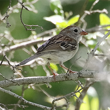 Field Sparrow