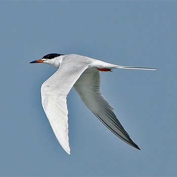 Forster's Tern