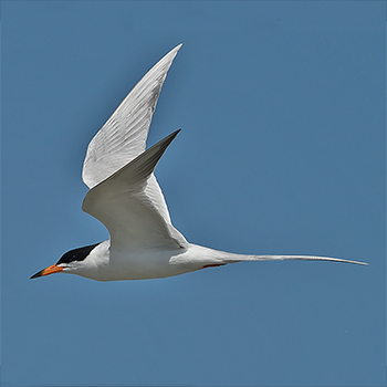 Forster's Tern