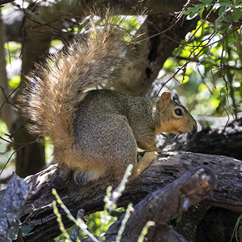 Fox Squirrel