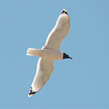 Franklin's Gull