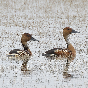 Fulvous Whistling-ducks