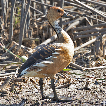 Fulvous Whistling-duck