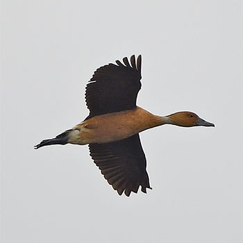 Fulvous Whistling-duck