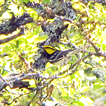 Golden-cheeked Warbler
