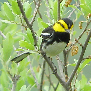Golden-cheeked Warbler