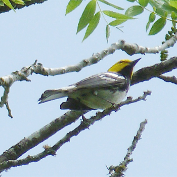 Golden-cheeked Warbler