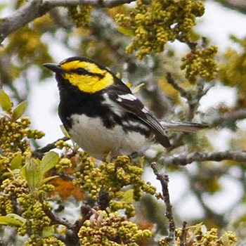 Golden-cheeked Warbler