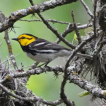 Golden-cheeked Warbler