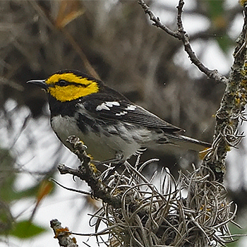 Golden-cheeked Warbler