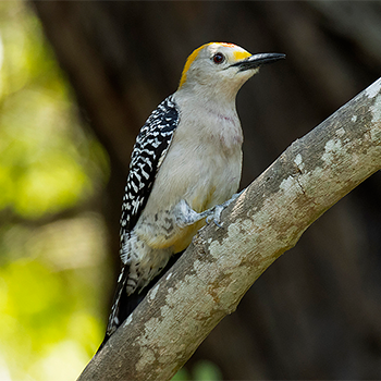 Golden-fronted Woodpecker