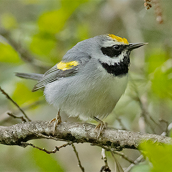 Golden-winged Warbler