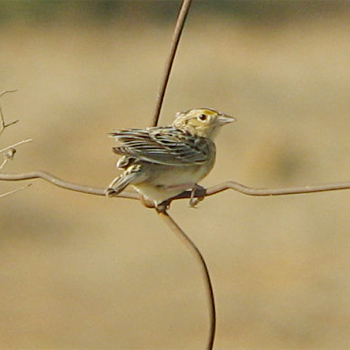 Grasshopper Sparrow