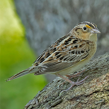 Grasshopper Sparrow