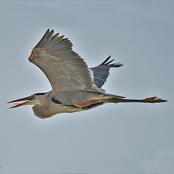 Great Blue Heron