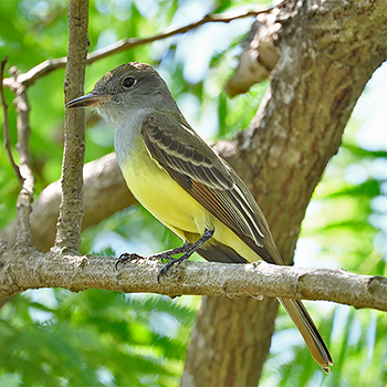 Great Crested Flycatcher