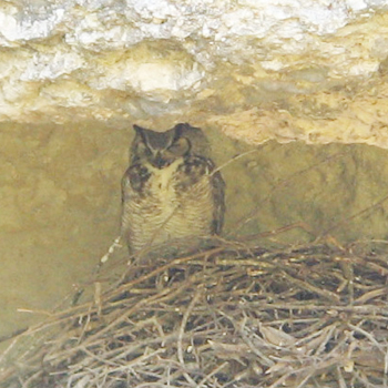 Great Horned Owl