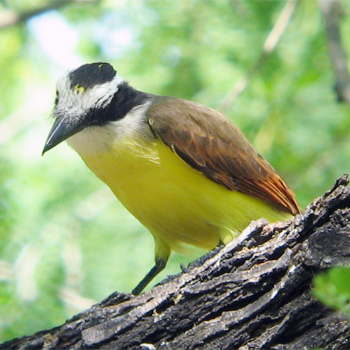 Great Kiskadee