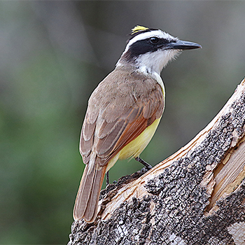 Great Kiskadee