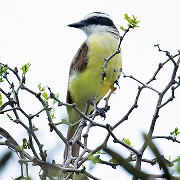 Great Kiskadee
