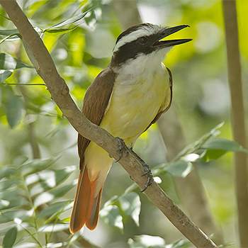 Great Kiskadee