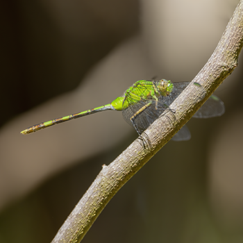 Great Pondhawk
