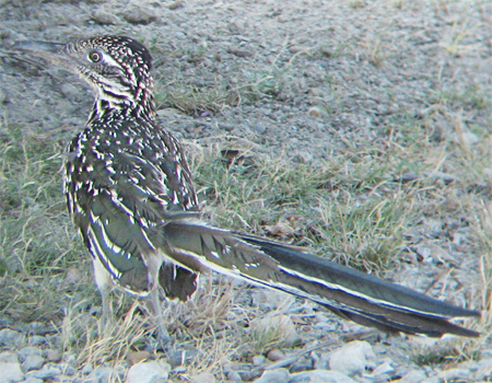 Greater Roadrunner