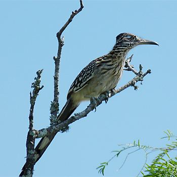 Greater Roadrunner