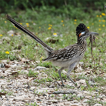 Greater Roadrunner