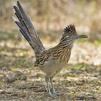 Greater Roadrunner