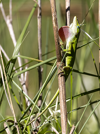 Green Anole
