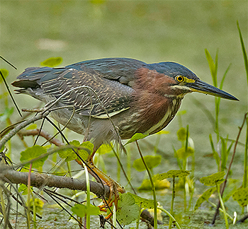 Green Heron
