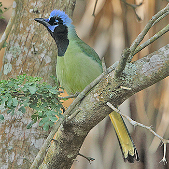Green Jay